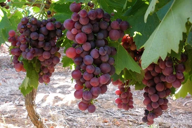 Top Red Grapes Wallpapers