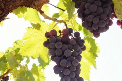 Download Wallpapers 640x960 Grapes, Tree, Rod, Fruit iPhone 4S, 4 ...