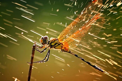 Beautiful Dragonfly Macro Wallpapers Widescreen