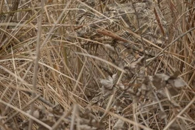 Realtree MAX 5    Waterfowl Concealment Redefined