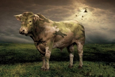 Holy Cow! EPA Exposed To Be Using Aerial Surveillance On Midwest ...