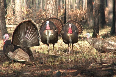 15 Yard Files: Gobblers Destroy Jake Decoy, Steal Its Head ...