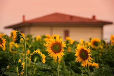 Tuscan Culinary Tour — Inn At Baldwin Creek, Mary's Restaurant