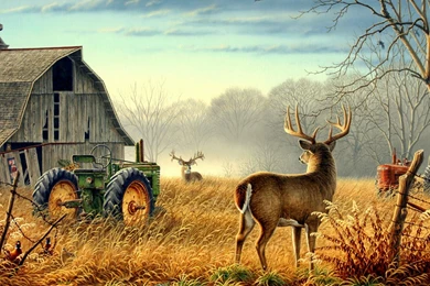 Wallpapers Deer Birds Competition Barn Bucks Farm Fence Field Fog ...