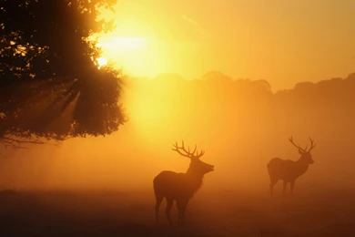 Deer Wallpapers For Android   Uncalke.com