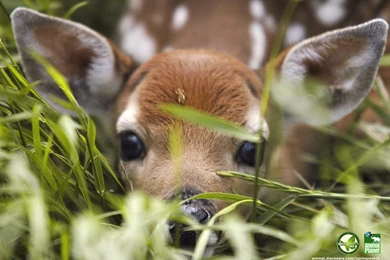 Baby Deer   Wallpaper.
