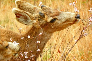 Deer Wallpapers   Android Apps On Google Play