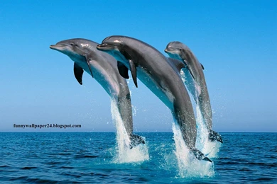 Chimney Bells: 3d Animal Wallpaper, Animal Wallpapers