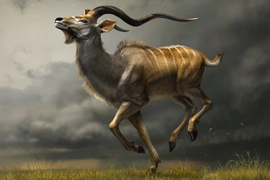 Animated Animal HD Wallpapers   HD Images, HD Pictures ...