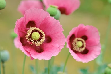 Apple Mac OS X Lion System Wallpapers 29788   Desktop Wallpapers ...