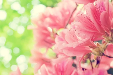 Spring Flowers Amazing Flowers Photography Photo / HD iPad ...