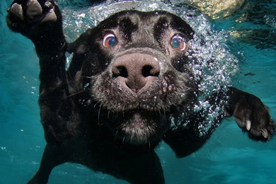 Amazing Funny iPad Air 2 Wallpapers