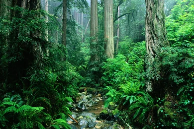 Park, California, Wallpaper, State, Tamalpais, Creek, Nature ...