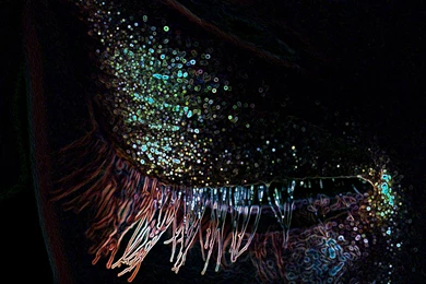 Moving Wallpapers For Mac   Images   Tbwnz.com