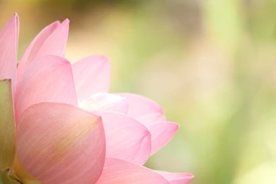 Angled Pink Lotus Wallpapers   The Pond Blog
