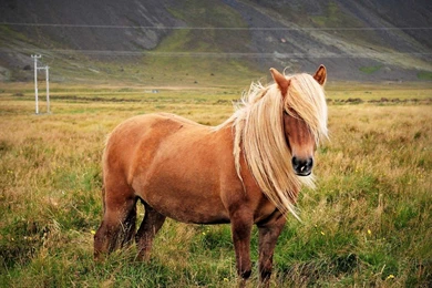 Horse Backgrounds For My Computer, Wallpaper, Horse Backgrounds ...