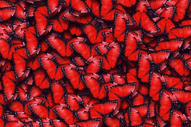 Red Butterfly Pattern Wallpapers