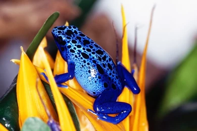 Desktop Wallpapers · Gallery · Animals · Blue Frog   Dendrobates ...