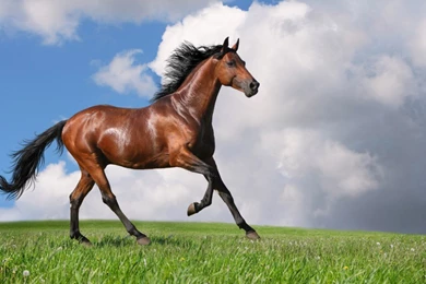 Horse Wallpapers Hd Pictures Free Download