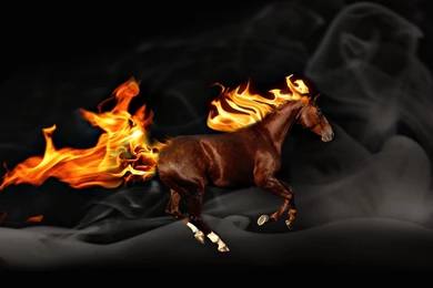 Horse Backgrounds Pictures   Wallpapers Cave