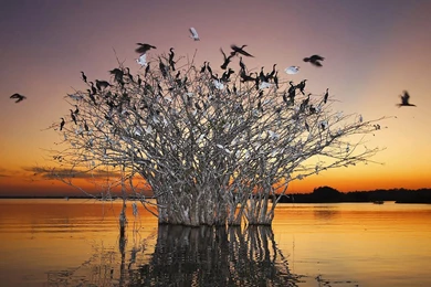 Brazil: Pantanal Swamp Wallpapers － Landscape Wallpapers   Free ...