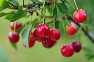 Cherry Wallpapers HD