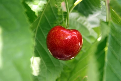 122 Cherry HD Wallpapers