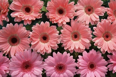 Pink Flower Bundle, 1280x800 Pixels : Wallpapers Tagged Bloom ...