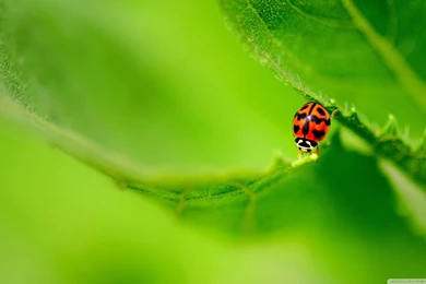 Ladybug On A Green Leaf HD Desktop Wallpapers : Widescreen : High ...