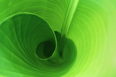Leaf Green Wallpapers Widescreen