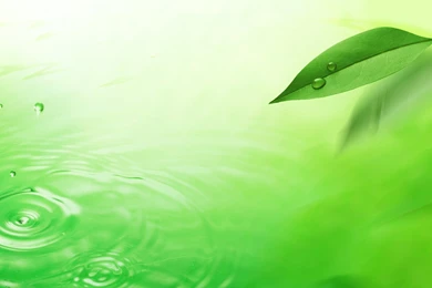 Green Leaf Wallpapers