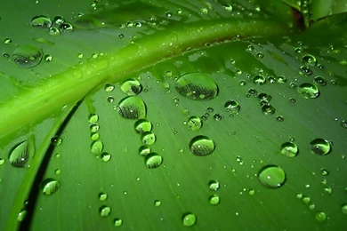 1024x768 Green Leaf Desktop PC And Mac Wallpapers