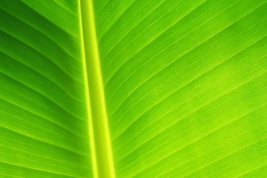 1600x1200 Green Leaf Desktop PC And Mac Wallpapers