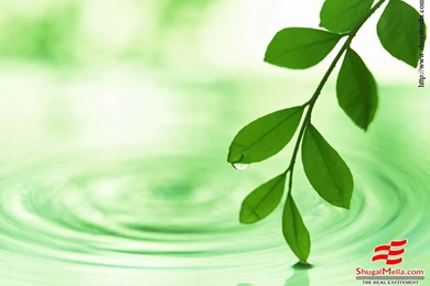 Wallpapers Leaf Free Leaves Green Nature 1024x768