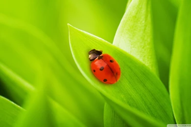 Leaf HD Wallpapers, Bug And Insect Backgrounds