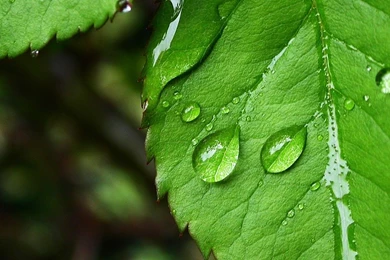 Green Leaf Wallpapers Hd