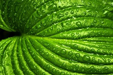 Green Leaf With Rain Drops HD Wallpapers. 4K Wallpapers