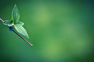 Leaf Green Wallpapers