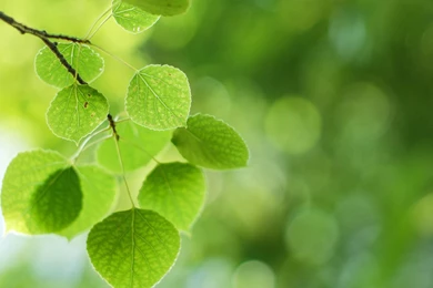 Leaf, Green, Tree Branches, Fresh Eye Desktop >> HD Wallpaper, Get ...