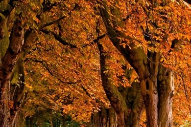 Fall Scenery iPhone 6 Wallpapers 18762   Nature iPhone 6 Wallpapers ...