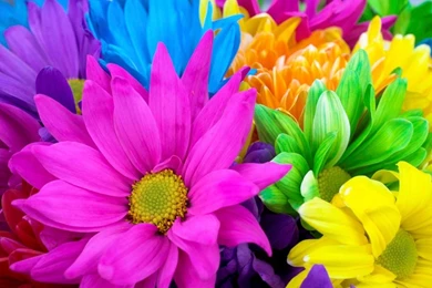 Flower Wallpapers Hd Download Free 48
