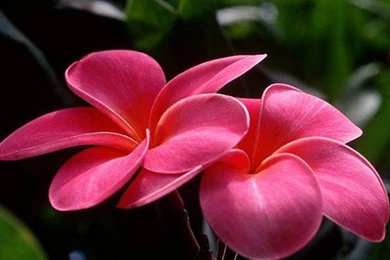 Good Pictures Of Flowers   Wallpapers HD Fine