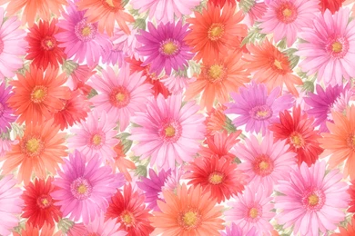 Flower Wallpapers Hd Download Free 49
