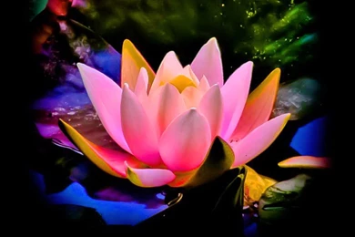 Hd Flowers Wallpapers