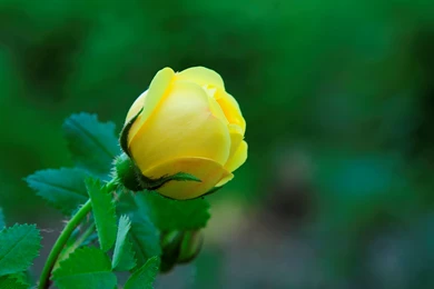 Flower Wallpapers Free Download J5P7Y HD Wallpapers Desktop Backgrounds