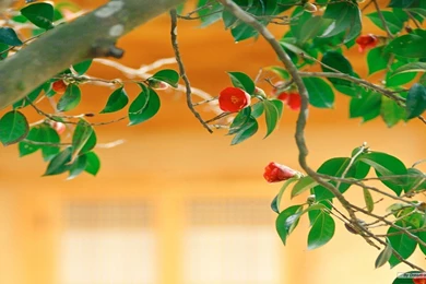 Free Flower Wallpapers Cg Flowers Wallpapers 1366x768 Wallpapers