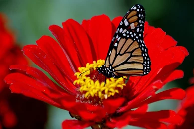 Awesome Flower HD HD Wallpapers Free Download