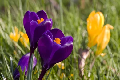 HD Springtime Wallpapers