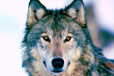 Timber Wolf Wallpapers   Wallpapers Cave