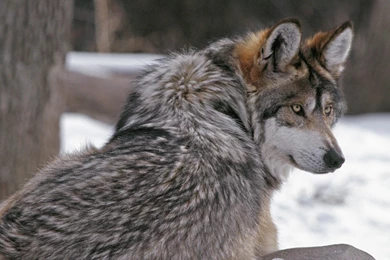 International Minnesota Timber Wolf Wallpapers